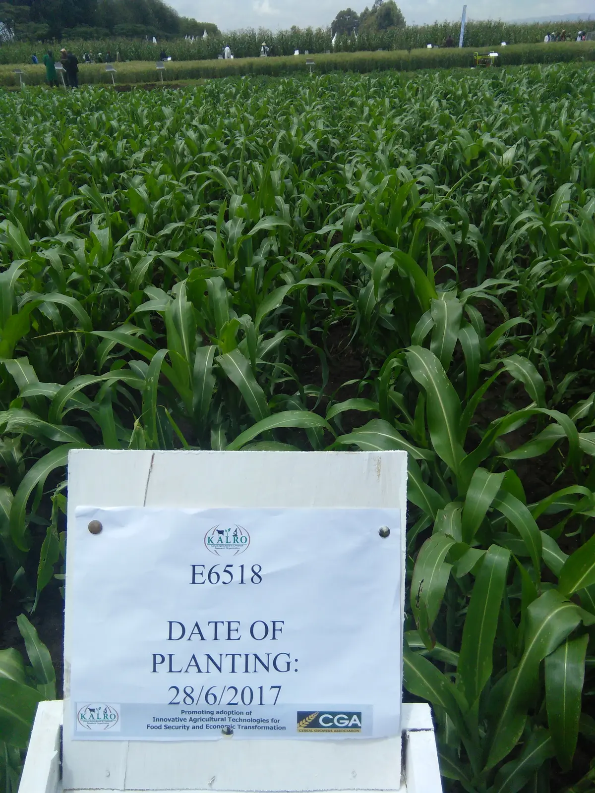 Kenya : le prix des semences certifiées de maïs sera réduit de moitié en septembre
