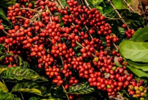 Le café robusta n’est pas la solution miracle face au réchauffement climatique, alerte une étude