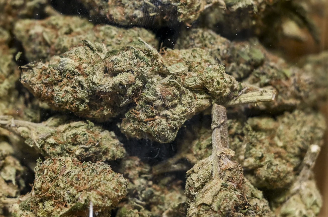 Cannabis, “Tratra”, “5/5″… at the top of the most consumed drugs in Benin.