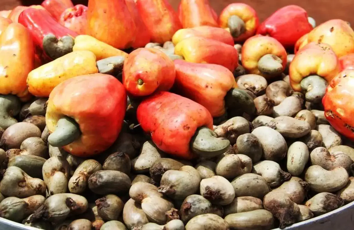 Benin: the ban on exporting raw cashew nuts “struggles to produce its effects”