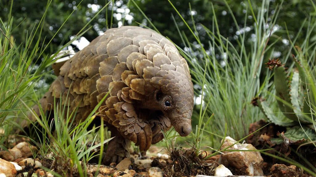Cameroon: a awareness campaign at airports against the trafficking of protected species