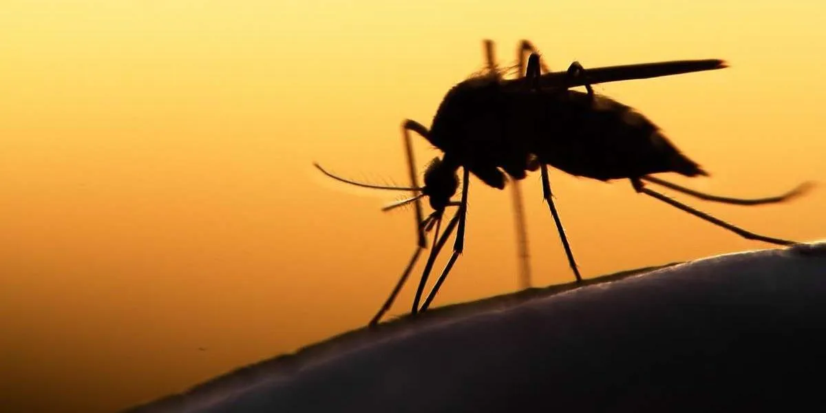 World Mosquito Day: Malaria vaccines are gaining ground in Africa
