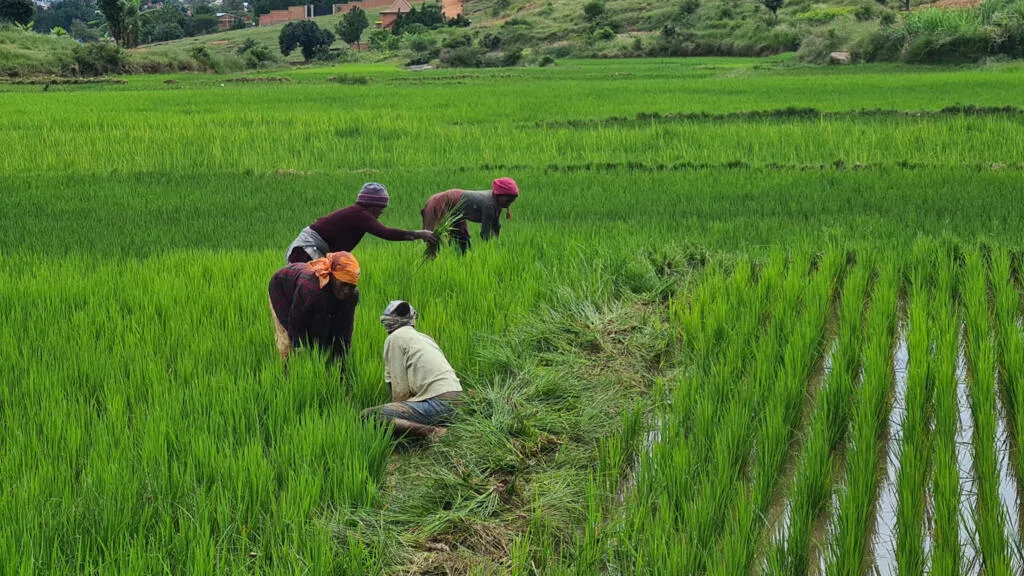 Rice: Japan grants $3.7 million to Nigeria to strengthen the seed system.