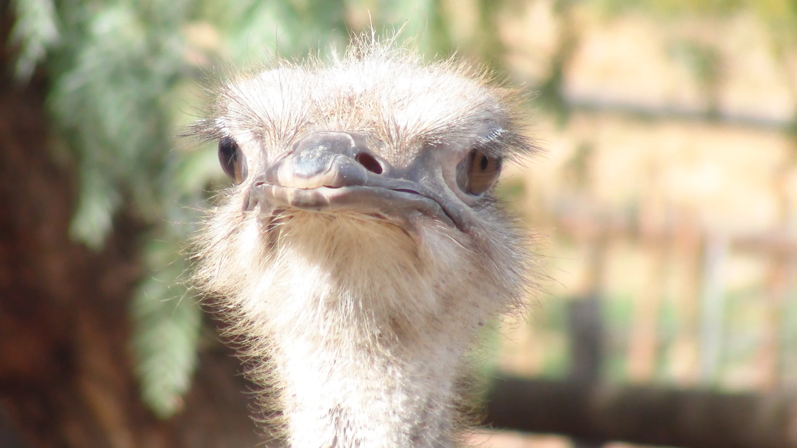 Ostrich feathers caught up in the animal cost of fashion
