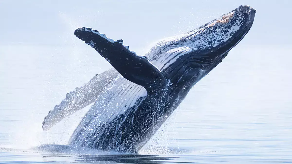 Iceland: Government plans to permanently ban commercial whaling