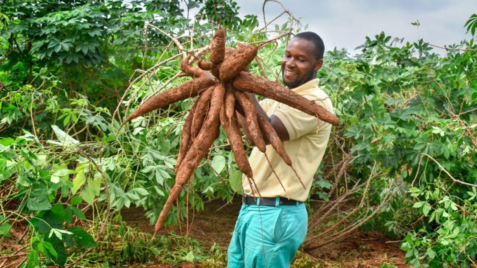 Le manioc, une culture stratégique pour la sécurité alimentaire et la réduction de la pauvreté en Afrique.