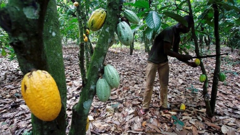 Côte d’Ivoire : le prix bord champ du café-cacao pour la saison 2024-2025 dévoilé