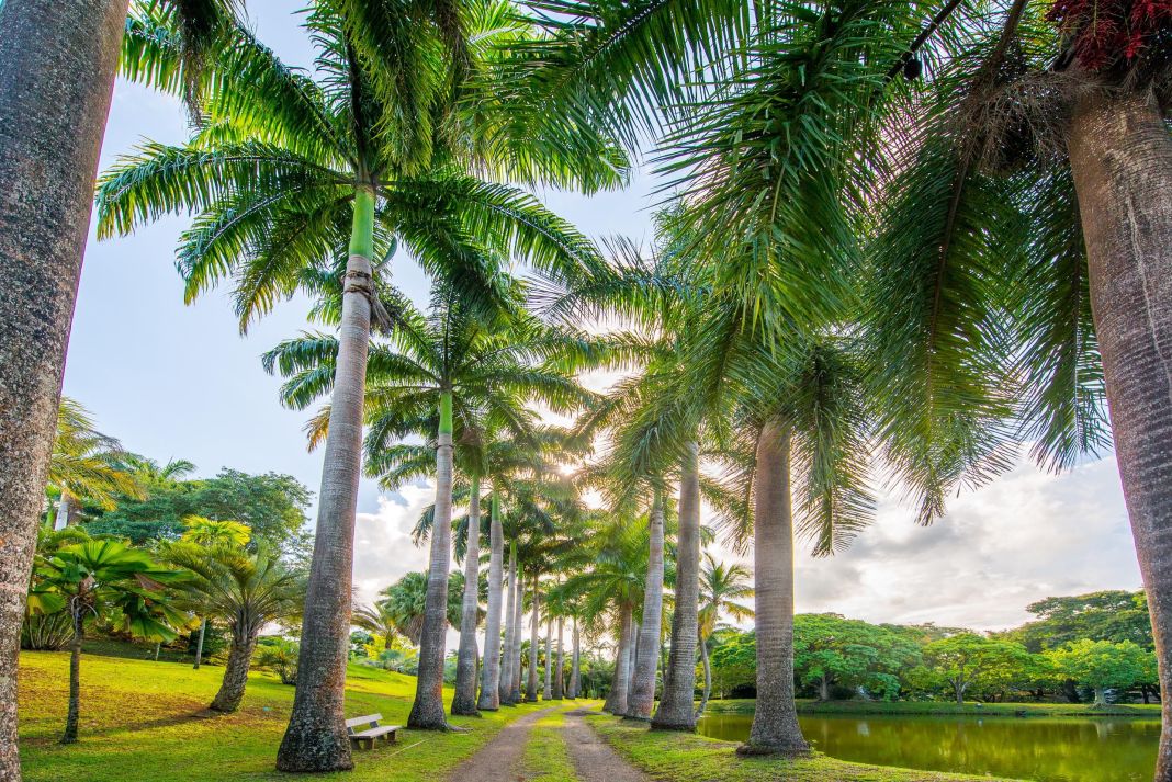 Une allée des palmiers royaux en Martinique