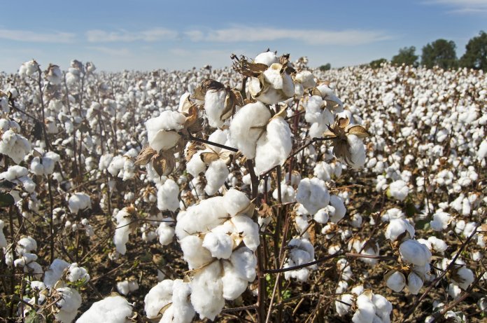 Togo: catastrophe dans la production cotonnière