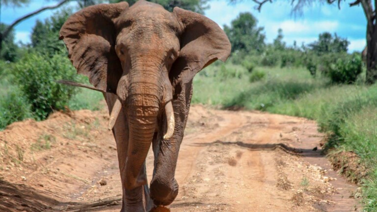 Bénin: en divagation, un éléphant fait des dégâts à Tchaourou