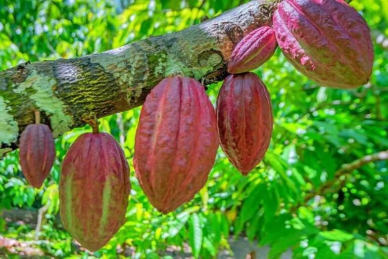 Côte d’Ivoire : une hausse de 23 % du prix du cacao en vue ?