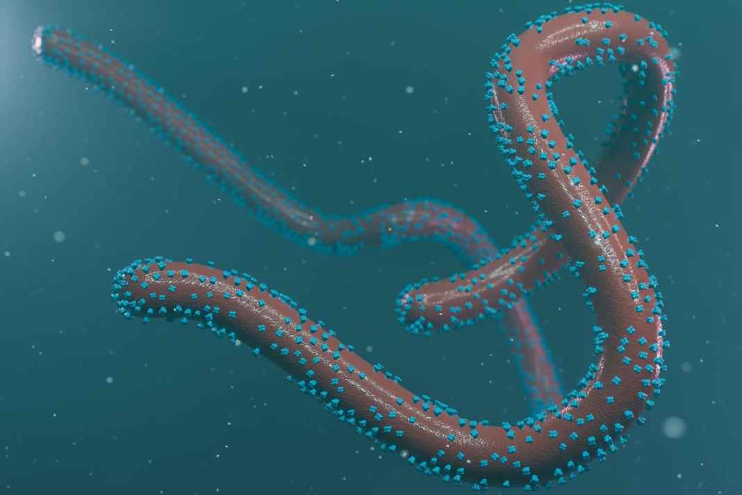 Le virus Marburg appartient à la même famille que le virus responsable de la maladie à virus Ebola