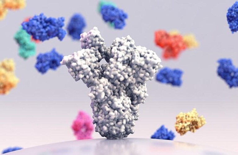 Une reprÃ©sentation de lâ€™anticorps monoclonal qui cible la protÃ©ine Spike.