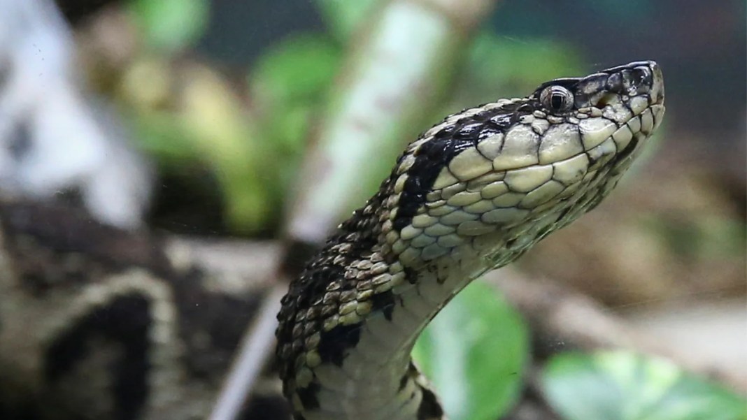 États-Unis: un contrebandier cachait des serpents et lézards dans son pantalon
