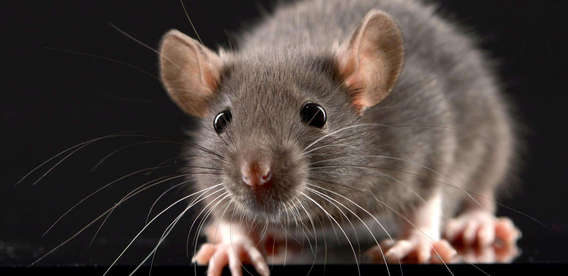 Colle spéciale contre les rats, les souris et autres nuisibles