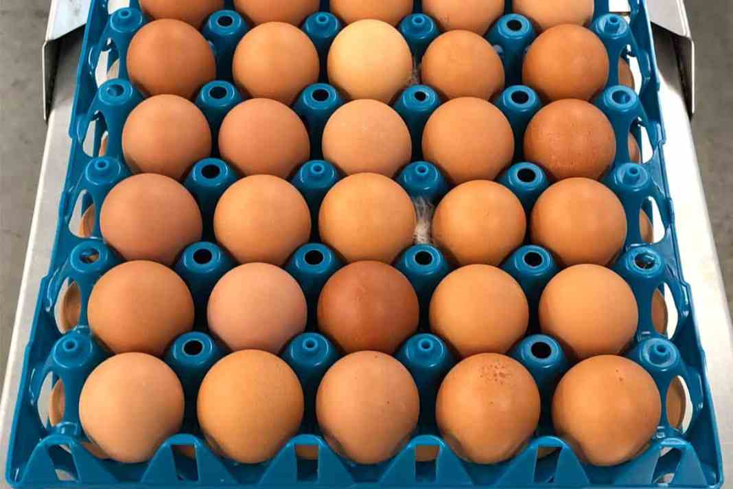 Plateau d’œufs