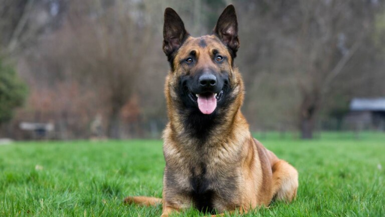 un chien assise haletant