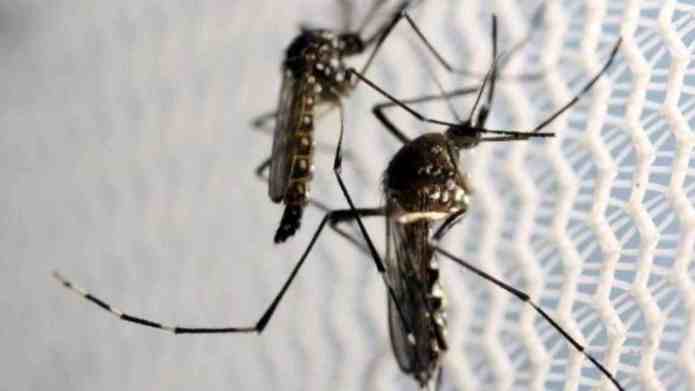 Chine deux moustiques font arrêter un cambrioleur @ frnews