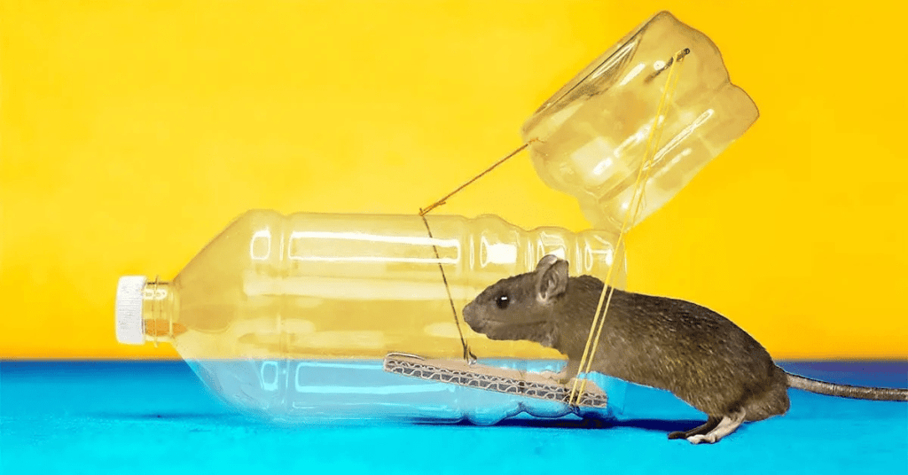 Astuces : testez ce piège à souris fait maison - Benin Web TV