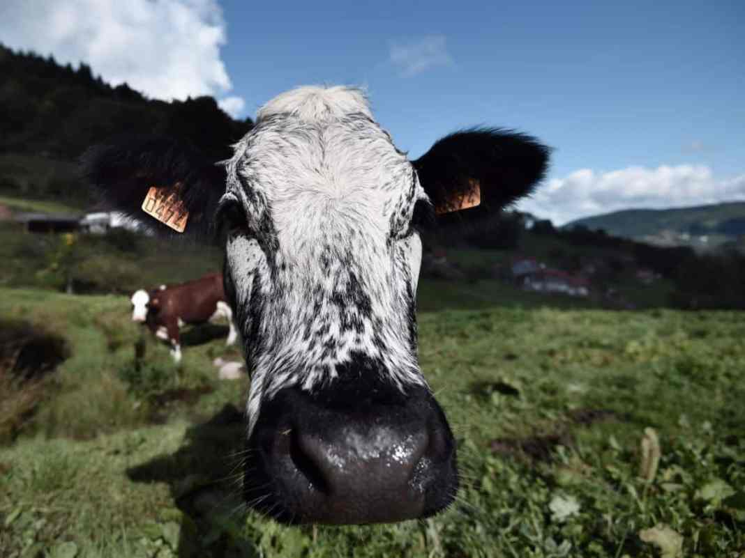 les vaches expulsent du méthane (CH4) en éructant, contrairement à une idée répandue qui attribuent ces rejets à leurs flatulences.