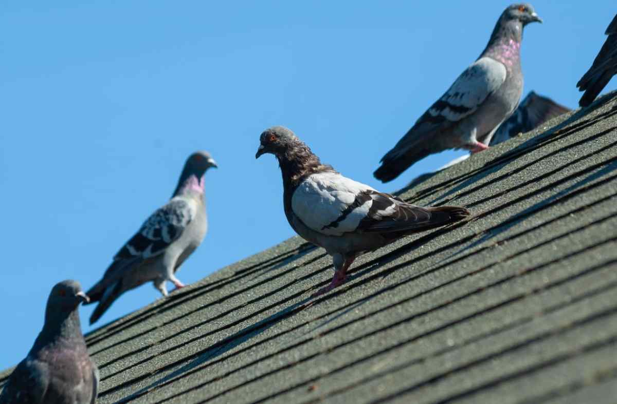 Balcon, toit, jardin… Comment éloigner les pigeons ? : Femme Actuelle Le MAG