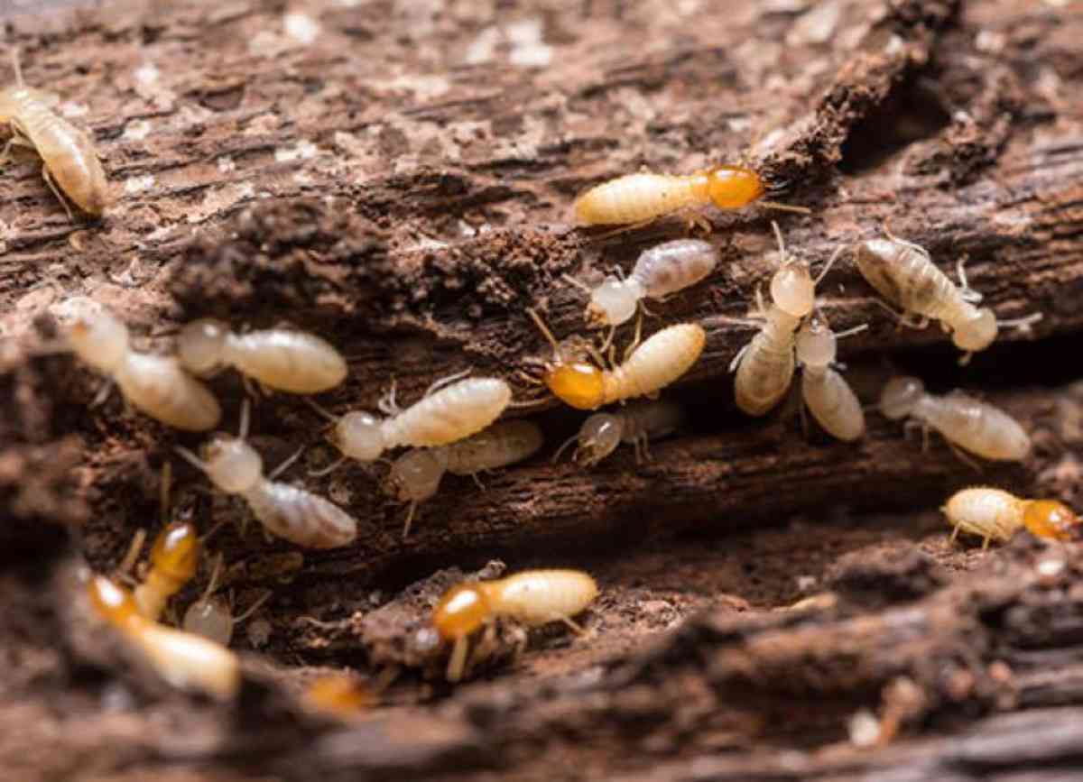 Acide borique pour les termites 