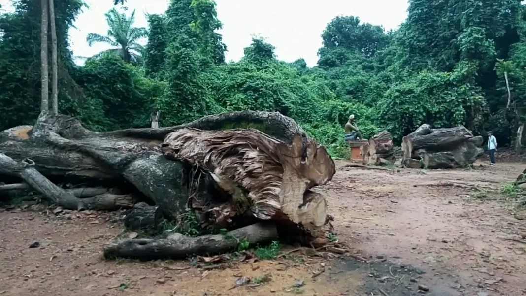 ForÃªt sacrÃ© de Ouidah