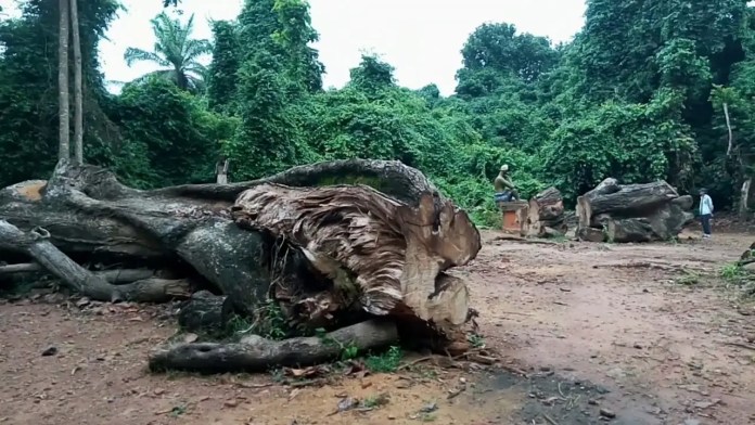 Forêt sacré de Ouidah