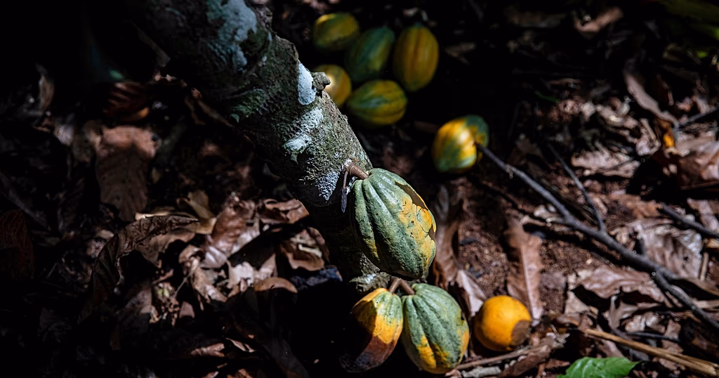 Côte d'Ivoire : les conditions de vie des producteurs de cacao menacées