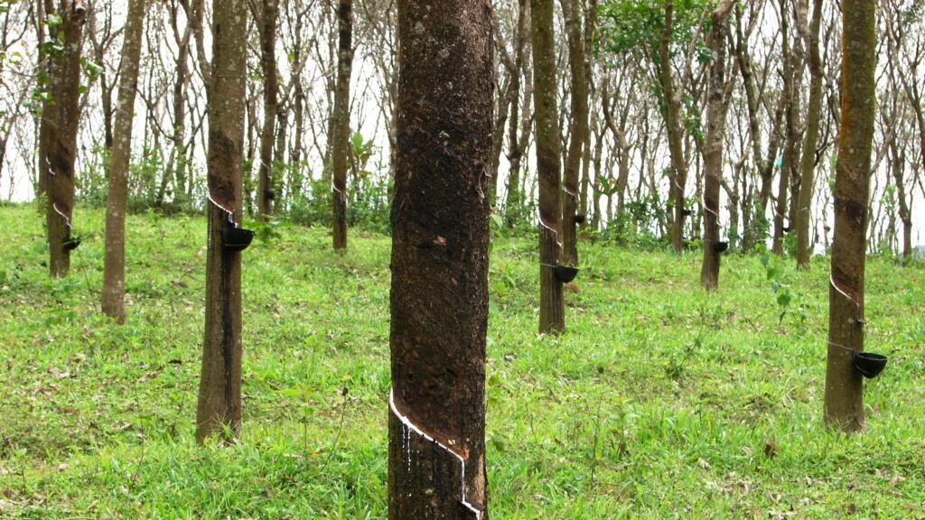 Une sixième année de déficit mondial pour le caoutchouc naturel - Chronique des matières premières