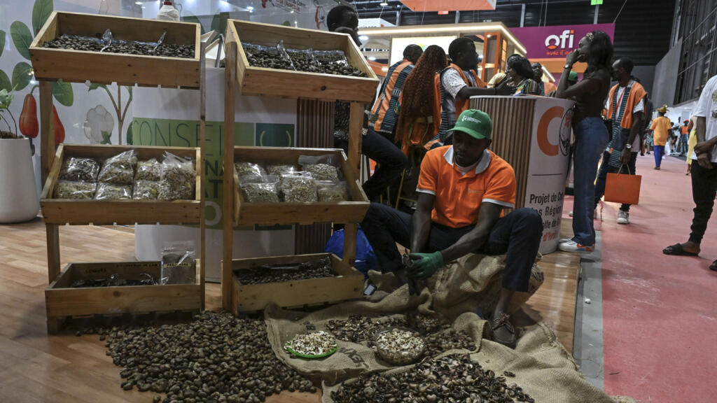 Côte d’Ivoire: le régulateur de la filière de l’anacarde prolonge des mesures pour sécuriser le secteur