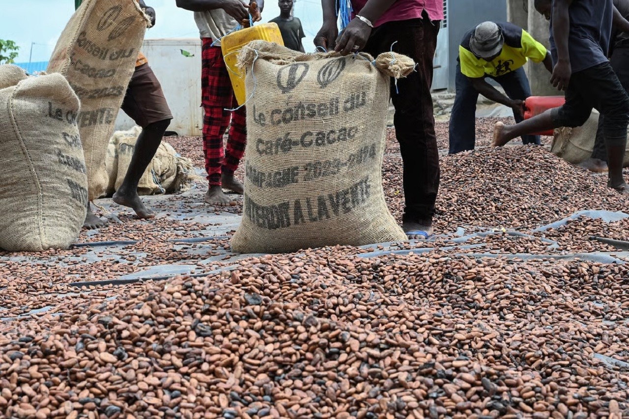 Le prix du cacao chute de 57% à 1 200 FCFA/kg pour la campagne i
