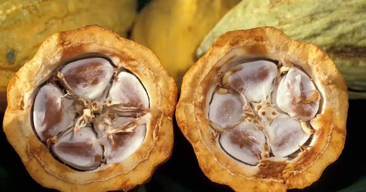Côte d'Ivoire plusieurs tonnes de cacao bloquées dans les magasins
