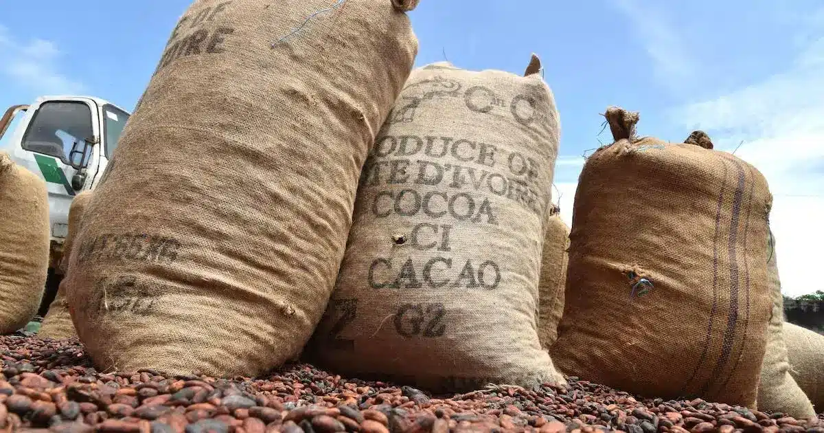 Côte d'Ivoire 757 sacs de cacao volés, le réseau démantelé par la BRI