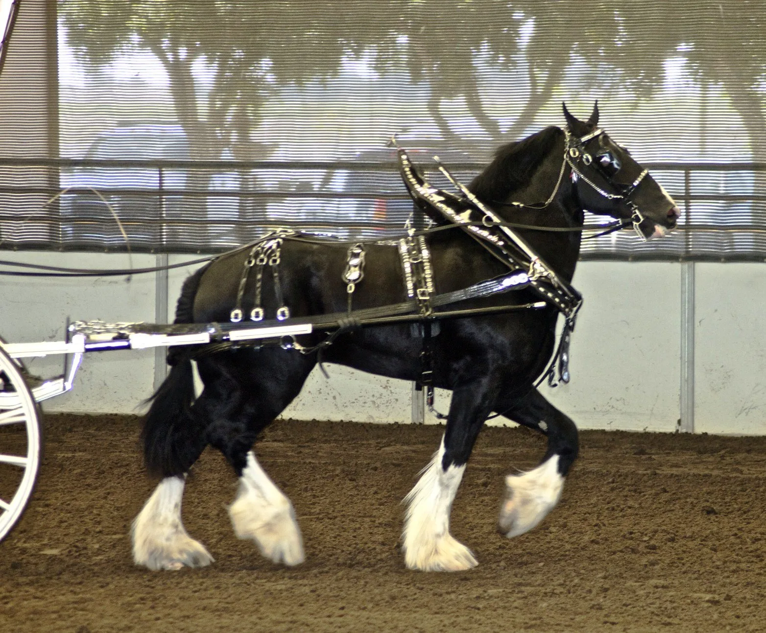 Un cheval Shire, race du cheval Hugo reconnu par Guinness