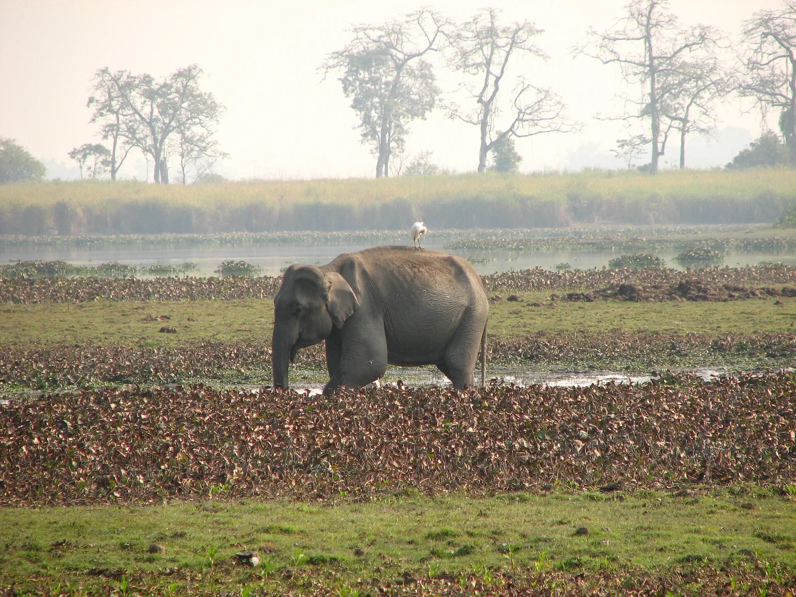 Un éléphant d’Asie dans la réserve de Kaziranga, en Assam, image d’illustration