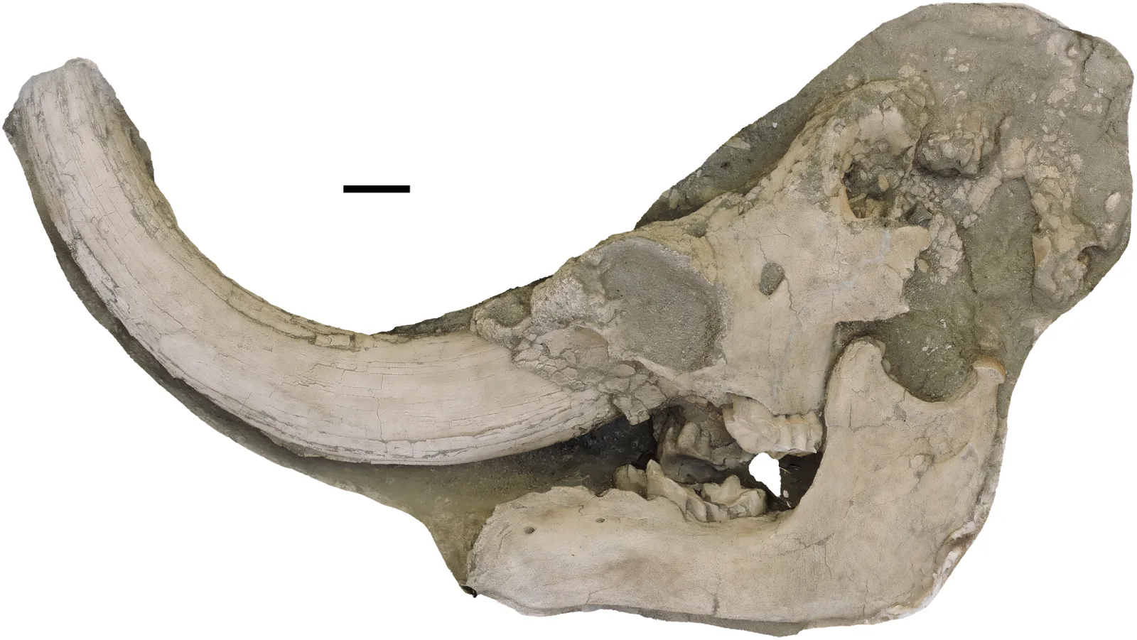 Crâne de mastodonte du Pacifique, Mammut pacificus
